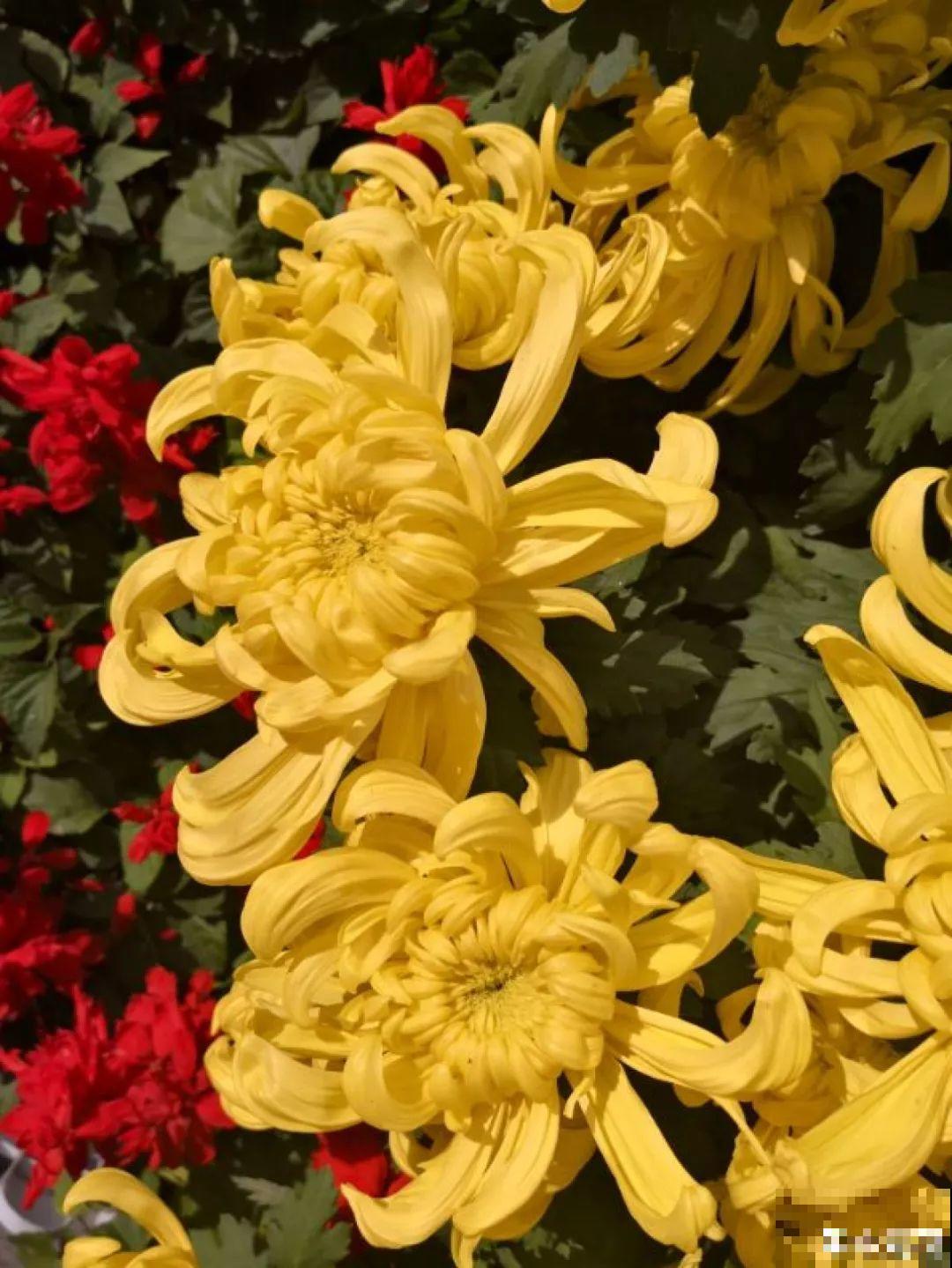 这花一开就成球，耐阴又好养，团团圆圆真喜庆！