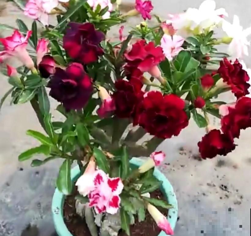 这花肚子大，在非洲都是不被待见的，在我们这开花了就是个宝！