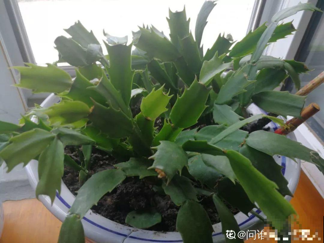 客厅养盆蟹爪兰，开花直冲房顶，谁看了都眼红！
