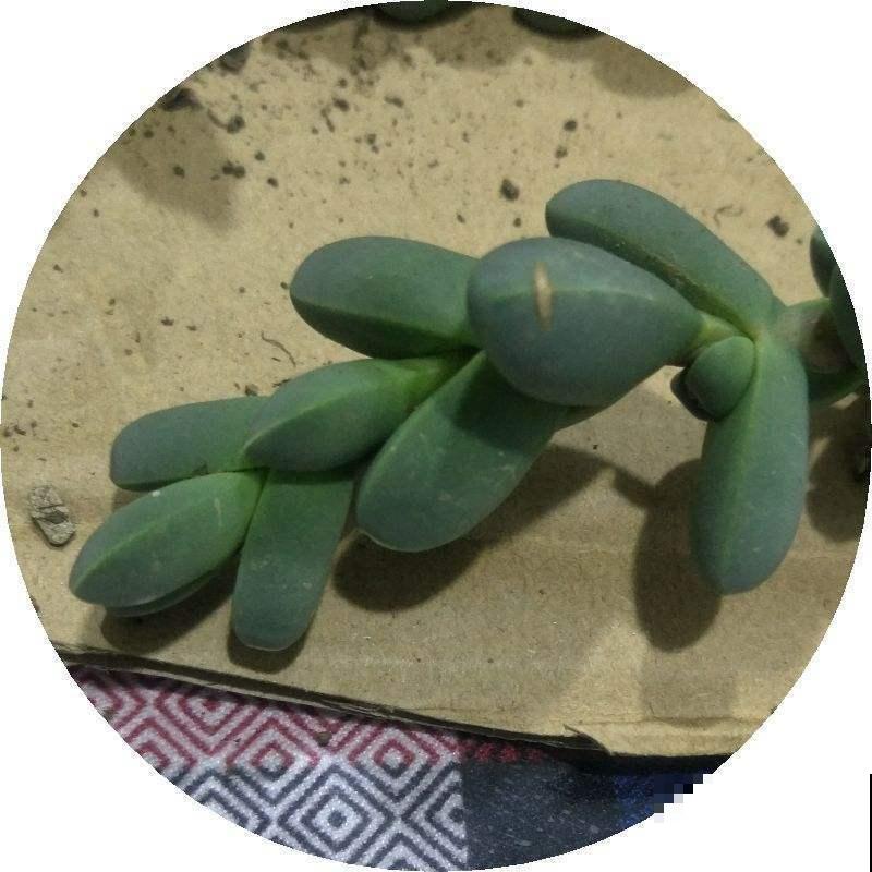 一根枝条就营造出森林的感觉，家里养这种花，网友直呼太赚了