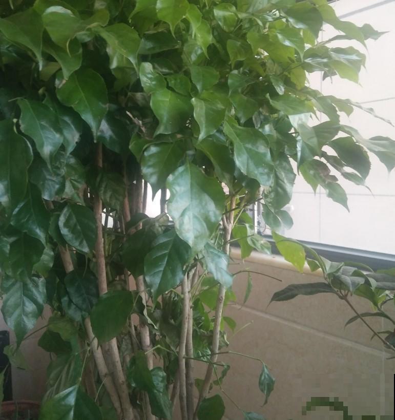 幸福树长得光秃秃，这样的逆生长，你家里出现这样的情况吗？