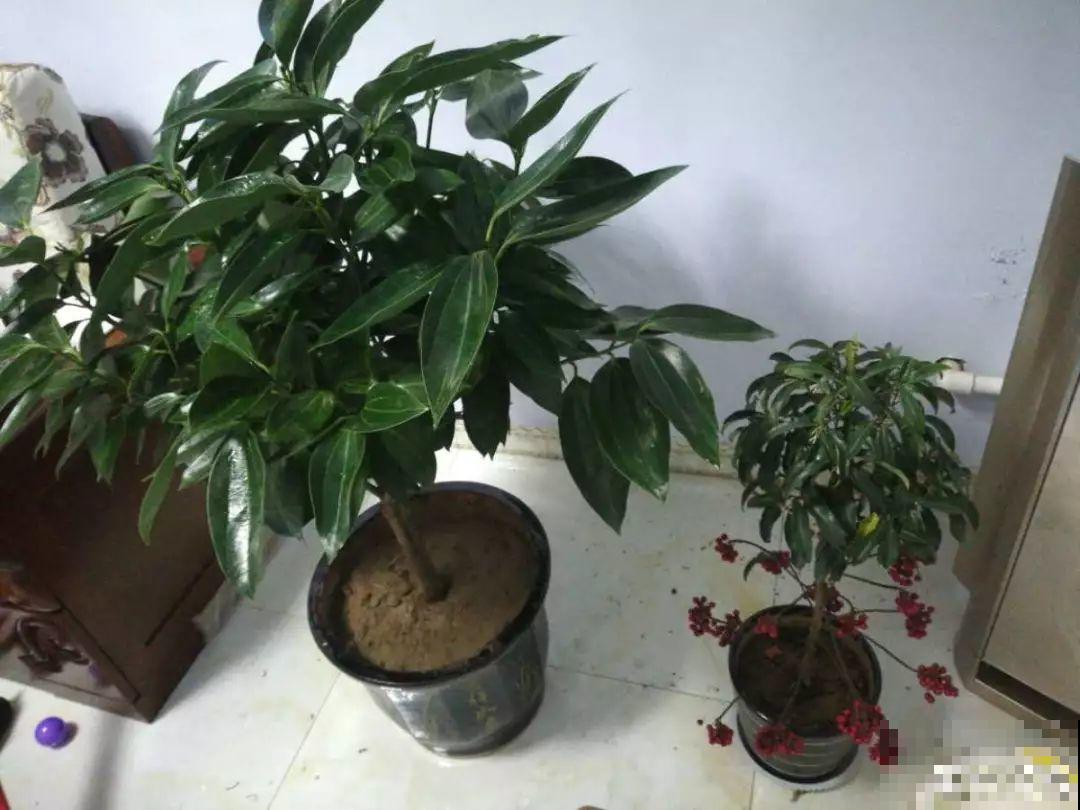 5种花就怕乱浇水，浇错了不是黄叶就是烂根，更别指望开花了！