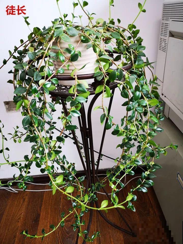 你家的金鱼吊兰是不是养成“菜”？这么养，一年四季都开花！