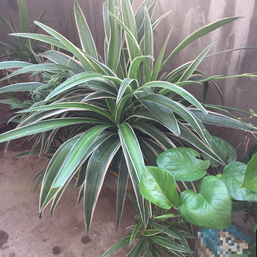 下雨天把吊兰搬进屋，控制好浇水量，开花嗖嗖嗖