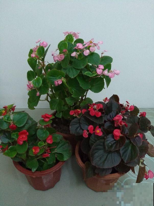 秋天这样养四季海棠，轻轻松松搞定，想不开花都难！