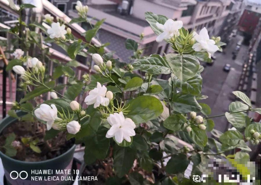 假期逛花市，5毛钱的花都有，30块塞满后备箱！