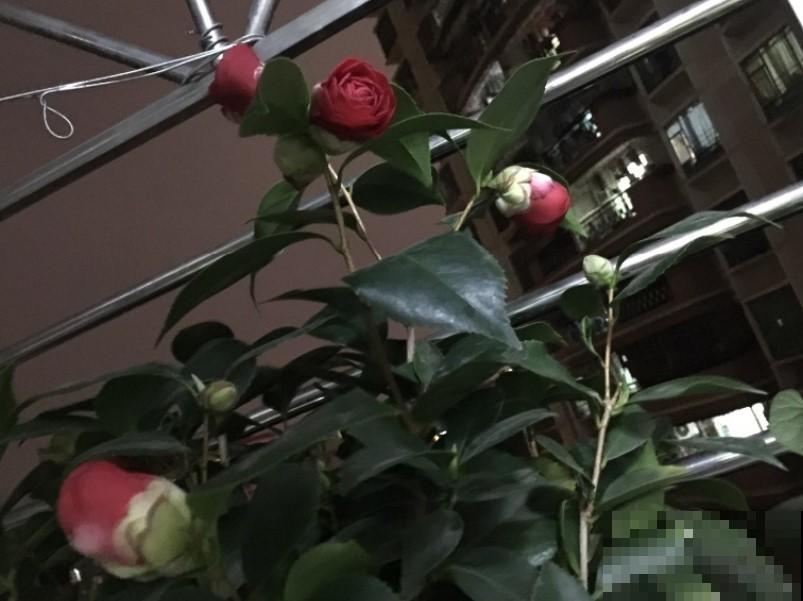 茶花突然掉花苞，这个季节真是不应该，赶紧这样做才能挽救回来！