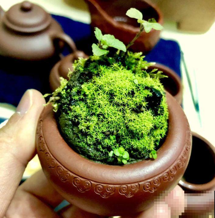 苔藓不光看着小清新，盆面铺一层，冬天养花不怕冻！