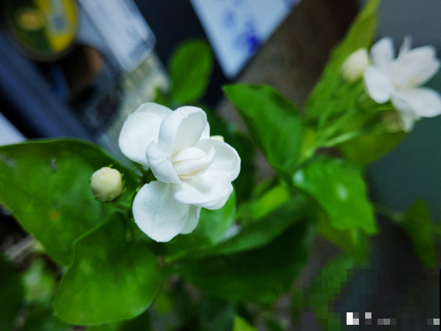 一剪子下去，茉莉花越冒越多止不住，半月长势顶别人一年的！