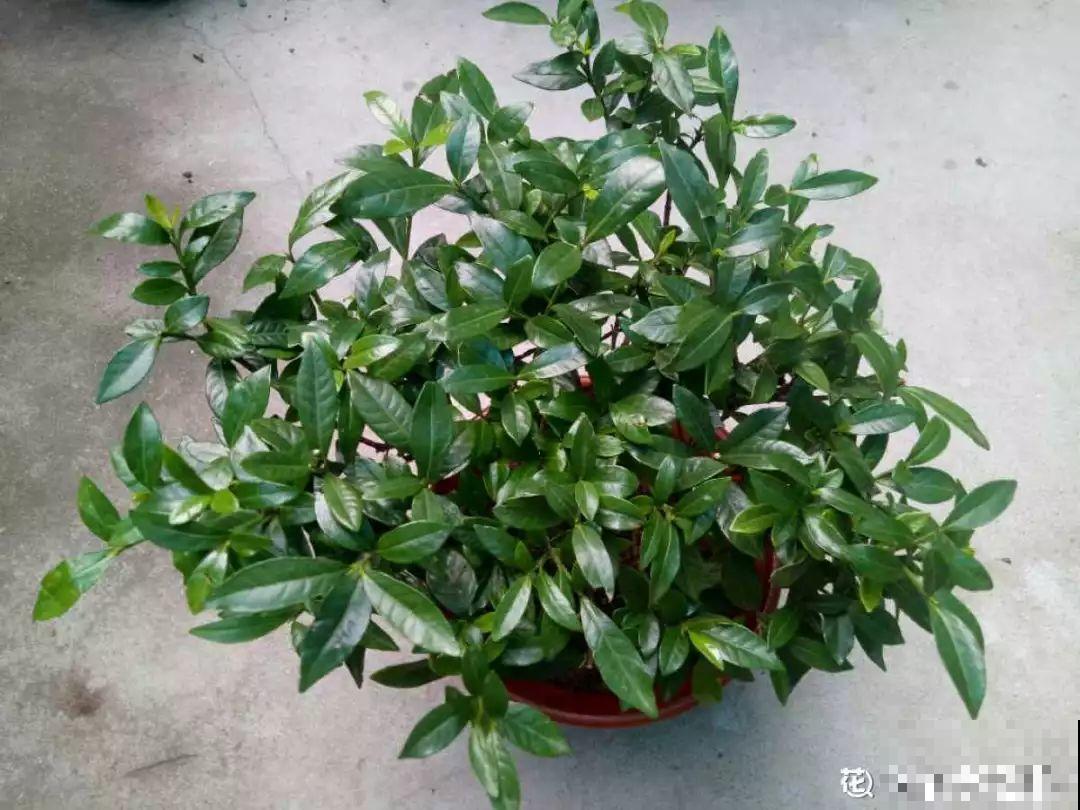 秋天养花记住这“4不”，否则熬不过冬天，连叶子都没得看！
