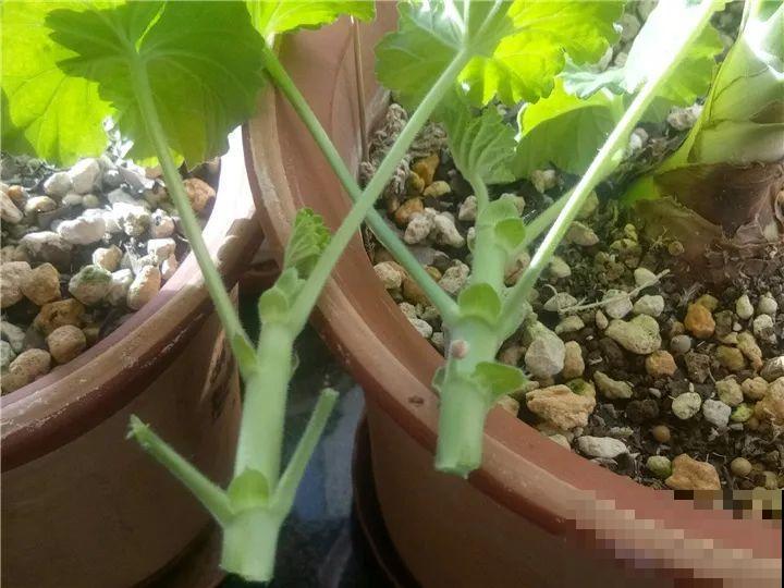 趁着秋天，这2种花赶紧扦插，分分钟变大户！