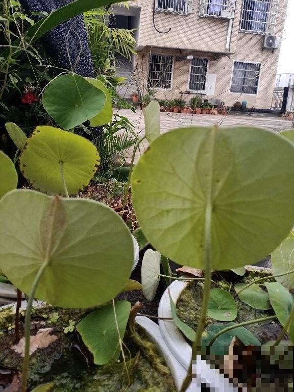 直接把肥料丢到水里？难过碗莲不开花，喜肥不耐肥的植物这样施肥