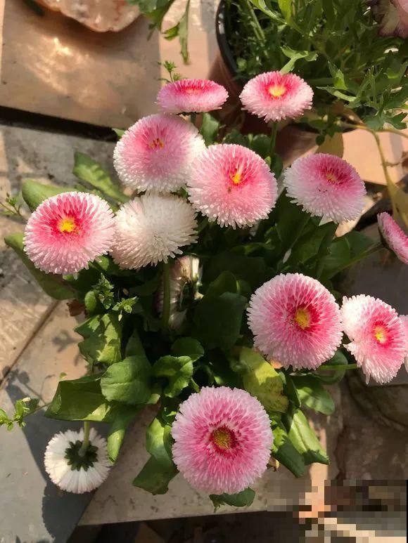 9月，这6种菊花最受欢迎，开花又密又多，摆哪里都是花园！