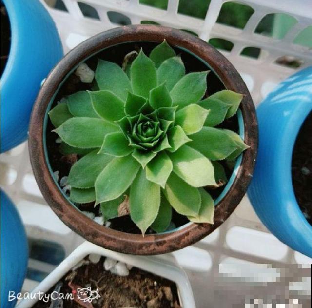叶子一干就浇水？别傻了！越浇死得越快