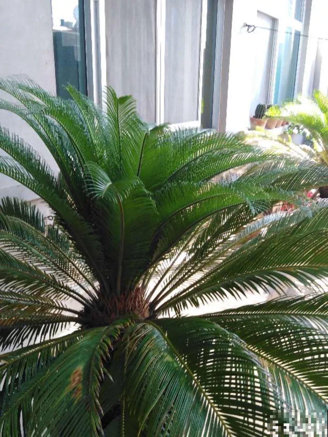 5种寓意超好的花，没有院子也能养，叶子油绿一年比一年茂盛！
