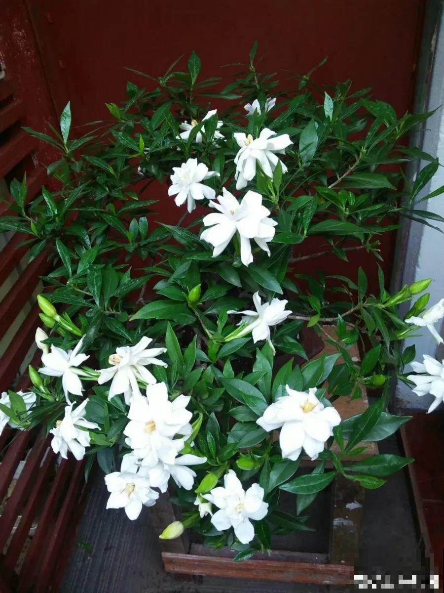 君子兰光长叶不开花？趁着秋天换换土，营养够了才能窜花枝！