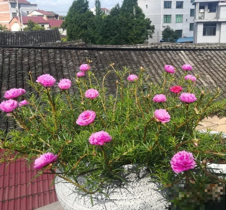 从没见过太阳花长的这么惊艳，太阳花开出了牡丹形态，真是美醉了