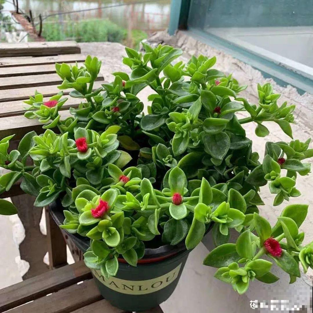 路边捡点它，开水里一烫捂2周，比淘米水肥效果还高！
