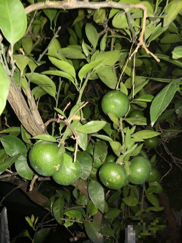 这几种水果可以瘦身，要这么吃，不用节食就可以瘦