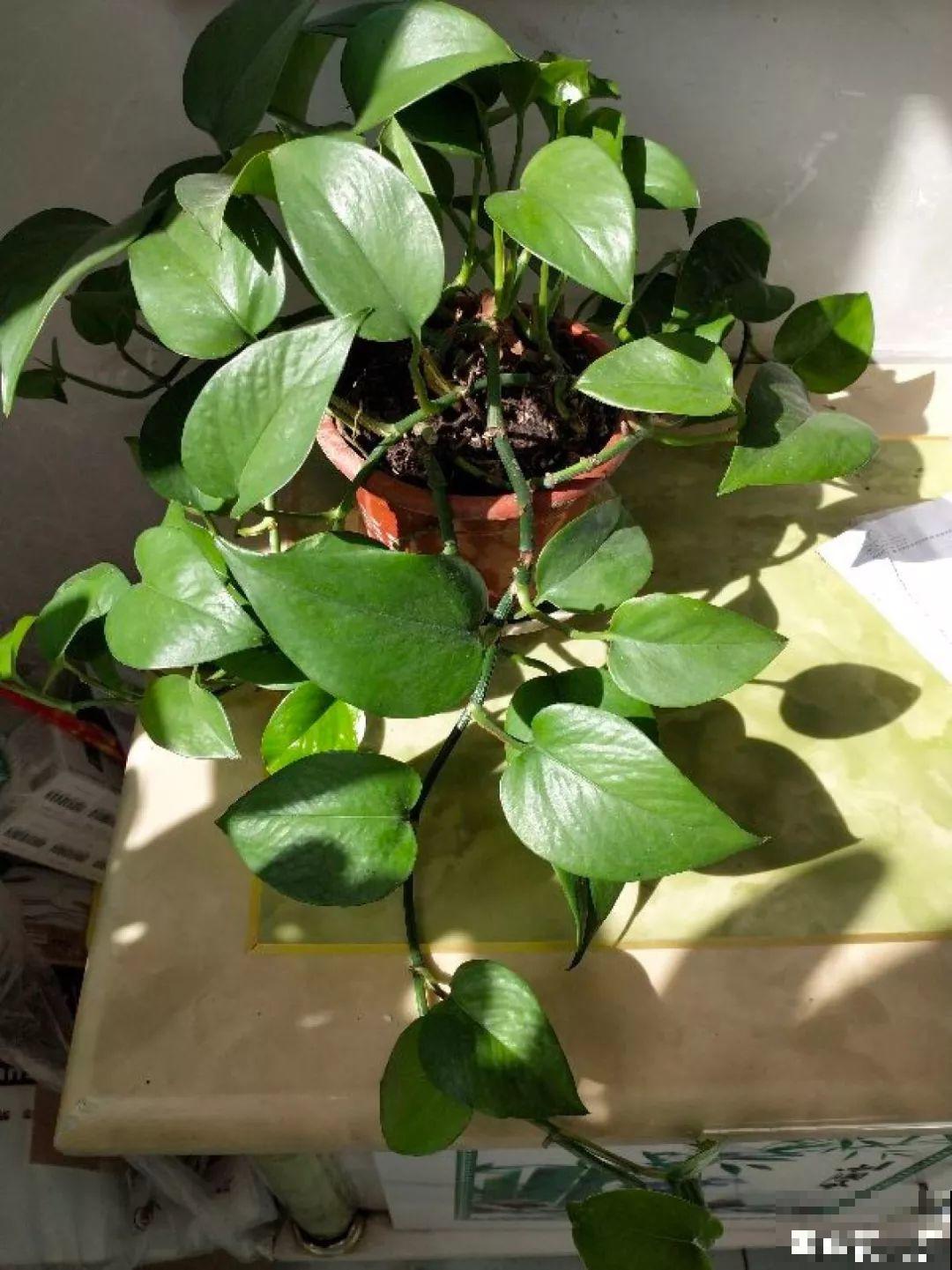 秋天养花就是剪，吊兰咔嚓来两刀，不用1月新叶子呼呼冒！
