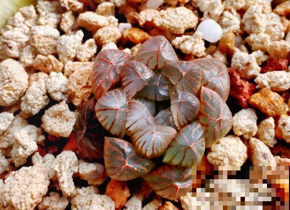 极品玉露，晶莹剔透堪比水晶，看一眼就爱上！