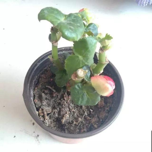 4种花现在赶紧剪，剃光头撸光叶，越狠越爆盆！