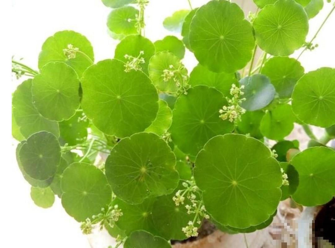 铜钱草别乱扔，小心当成害草，可是还是有人会养死！