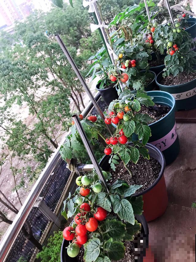 这几种水果可以瘦身，要这么吃，不用节食就可以瘦