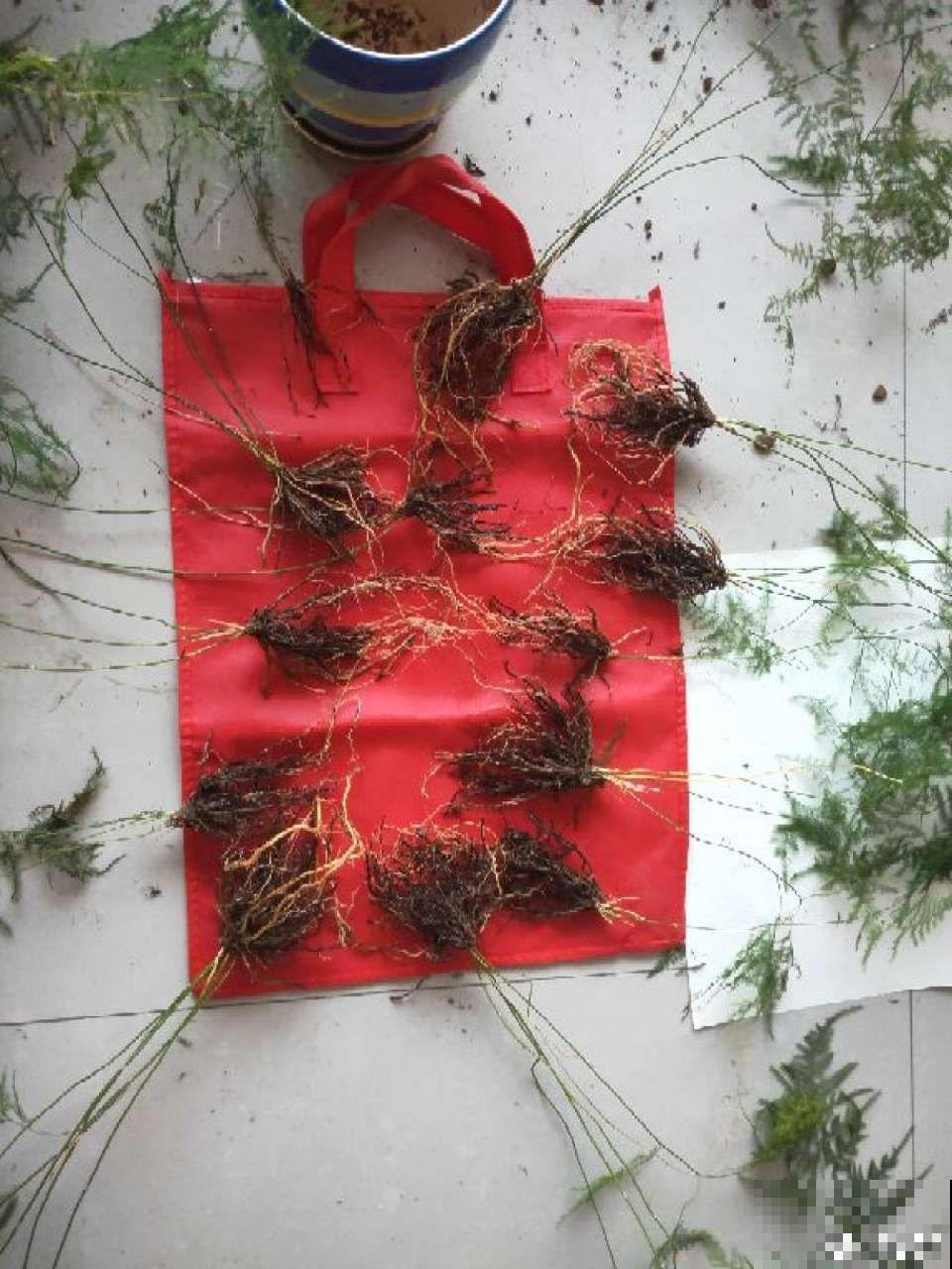 这花根比萝卜粗，别随便剪，小心3天死翘翘！