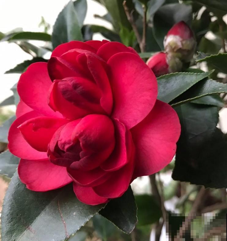 茶花突然掉花苞，这个季节真是不应该，赶紧这样做才能挽救回来！