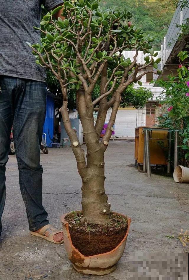 20年的玉树，为防止长疯，盆里插了一圈竹棍