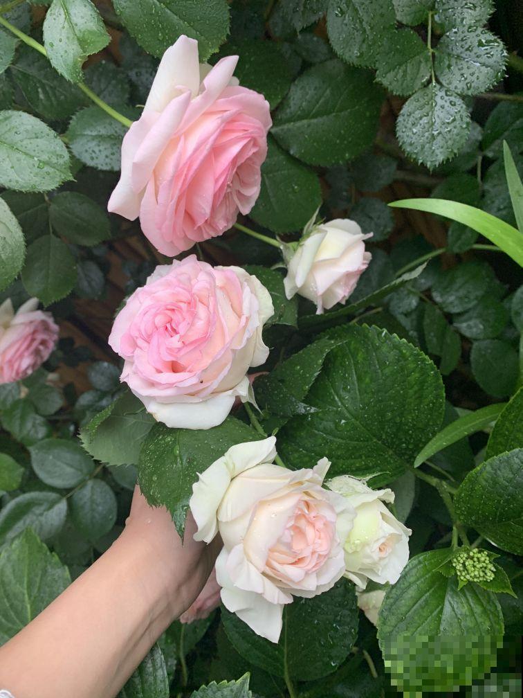 他家的露台，转眼一年大变身，赏花喝茶，像诗一样的生活！