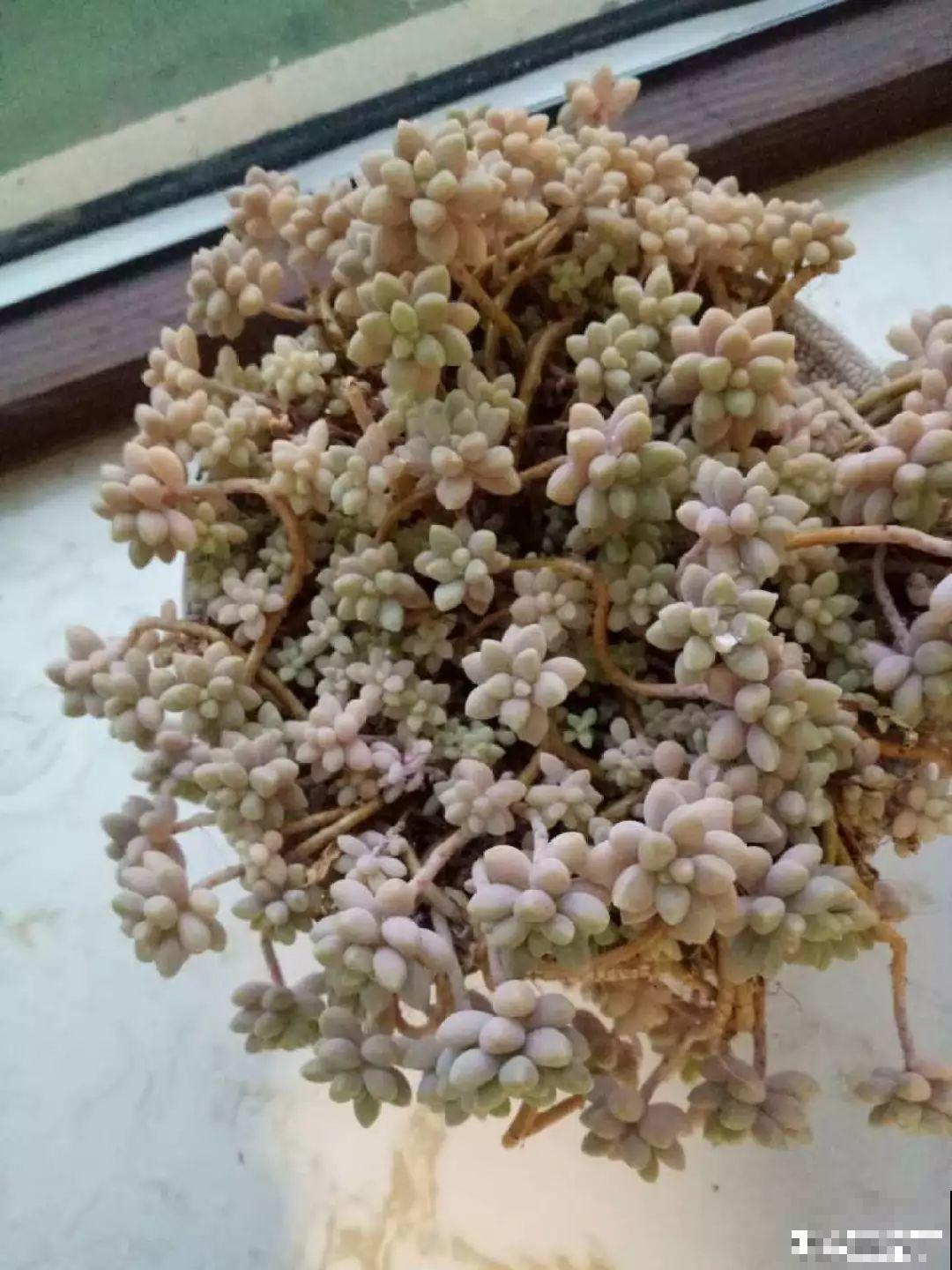 这6种多肉，皮实好养活，一个秋天就能爆出一大盆！