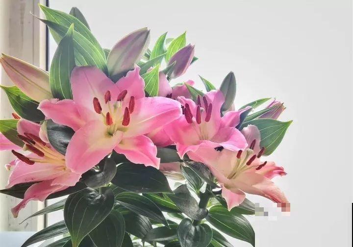这10种花，看一眼就爱上，逛花市怎么能不买一盆！