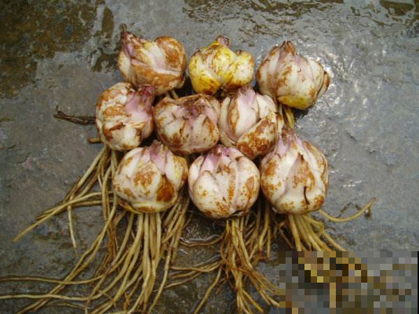他往盆里丢个“洋葱头”，谁知开出花一大簇，美到拔不出眼！