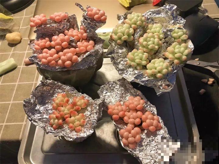多肉别在发卡上，不说没人知道是假的，胖嘟嘟的超级萌！