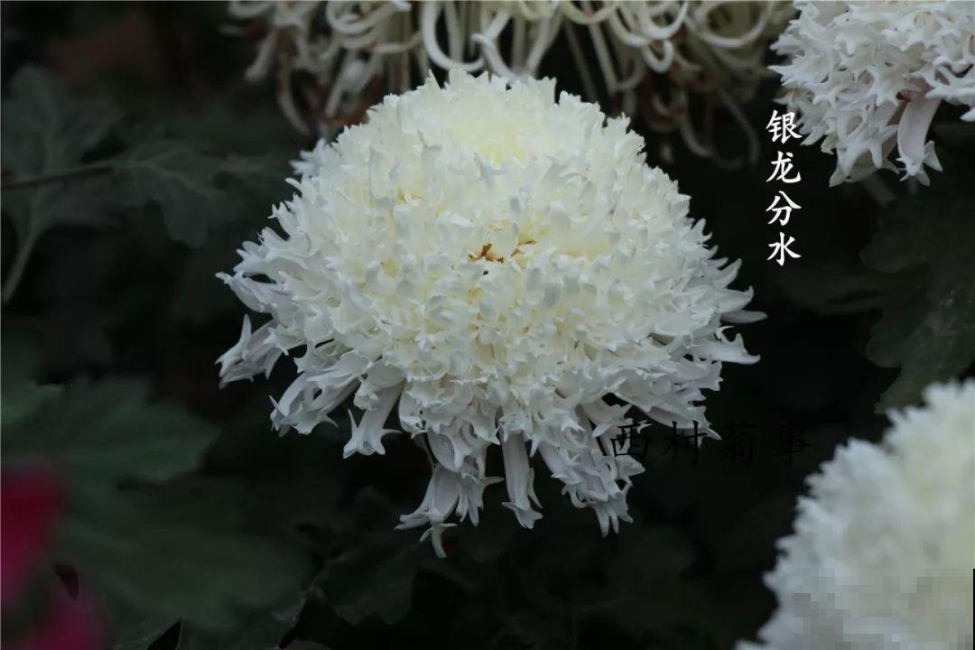 秋天啥花都可以不养，唯独这1种，100盆都不嫌多！