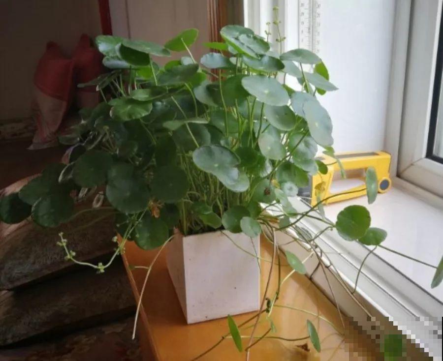 多肉养开花了？先别急着高兴，剪得越早长得越好！