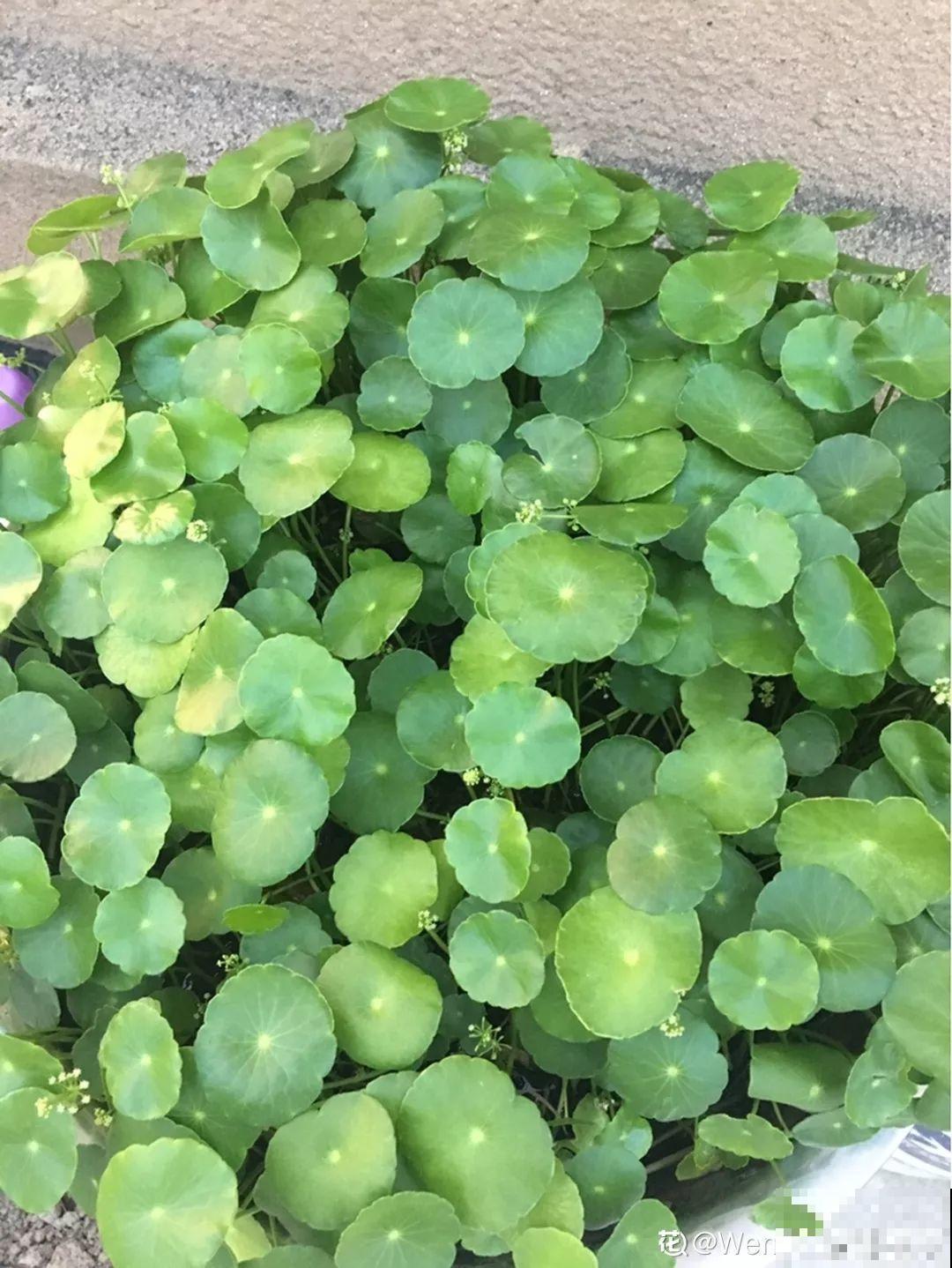 这花一开就成球，耐阴又好养，团团圆圆真喜庆！