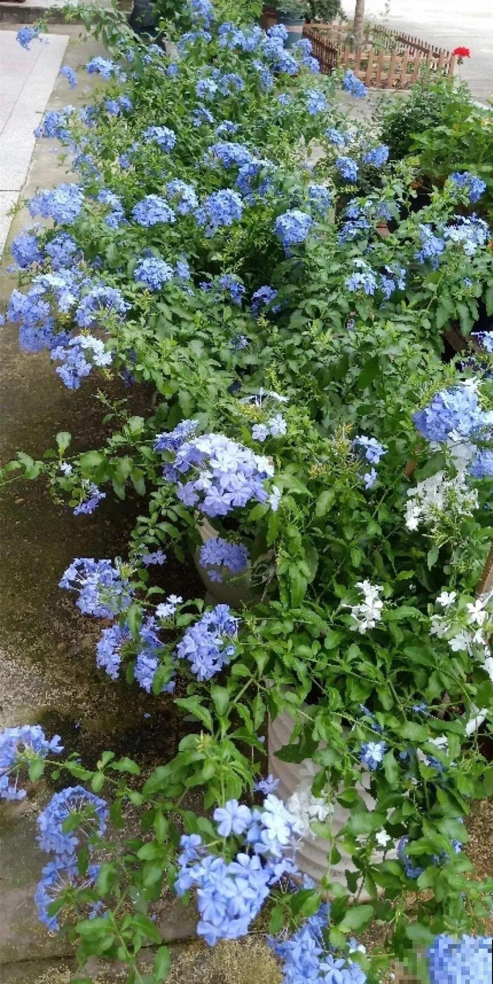 蓝雪花越剪越长，院子里栽一棵，2个月开满整面墙！