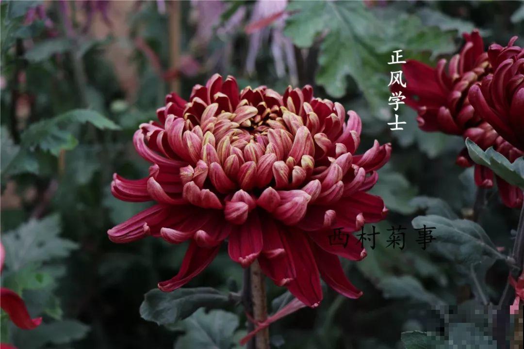 秋天啥花都可以不养，唯独这1种，100盆都不嫌多！