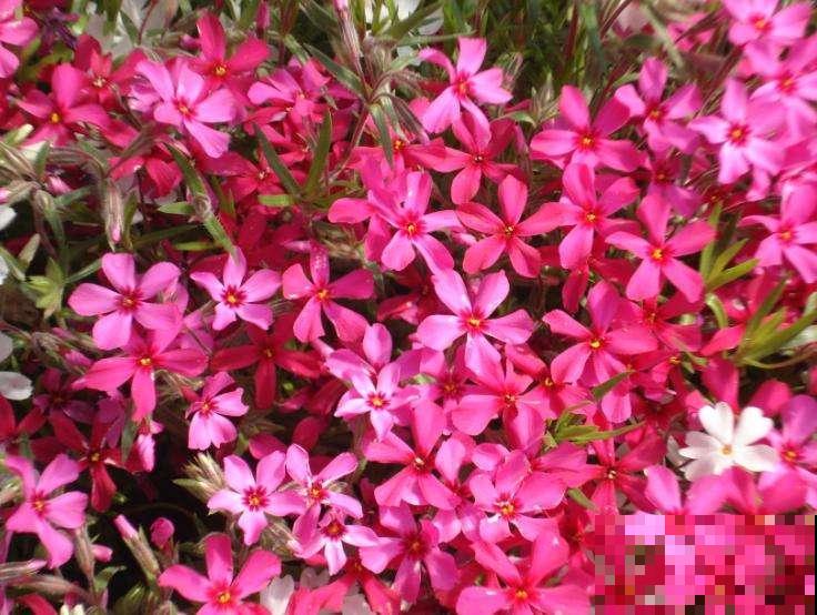 这花自带福气，名字吉祥惹人爱，开花更是花团锦簇超圆满！