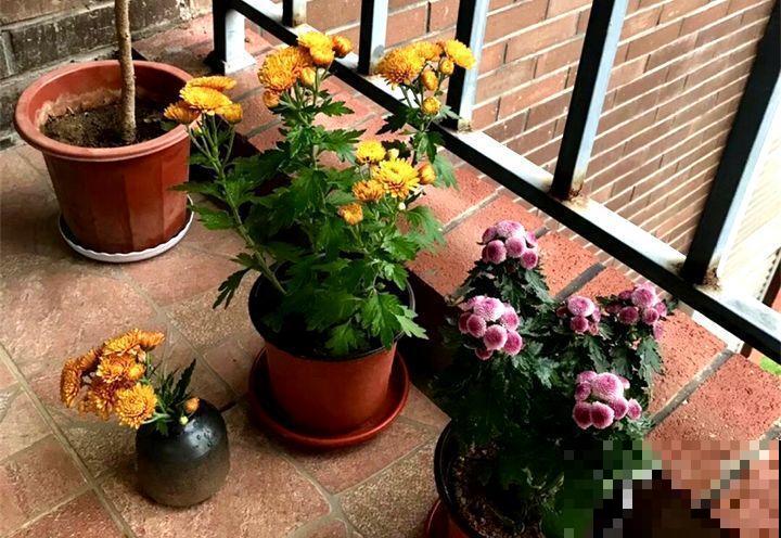 买花容易挑花眼？带本秘籍走，喜欢的花一盆也不落！