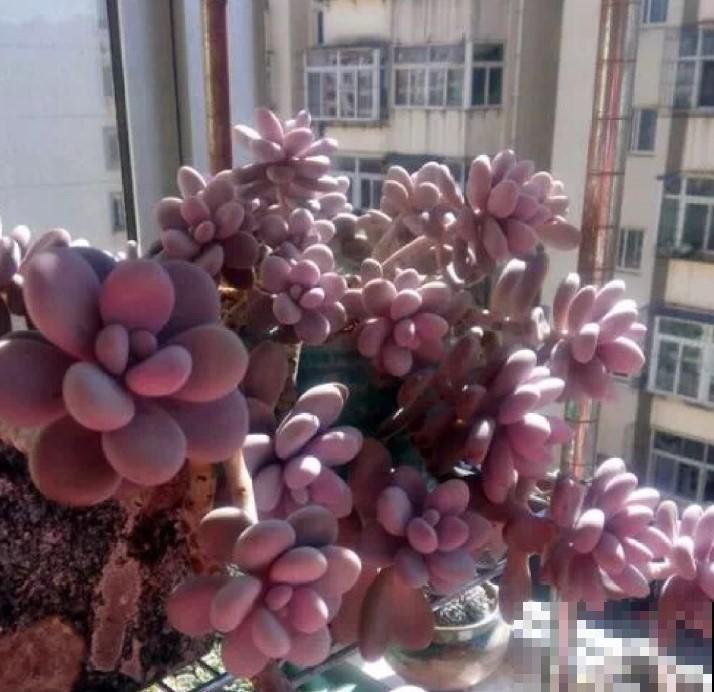 熬过夏季的多肉都是高手，秋季养多肉换换品种，一不小心就爆盆！