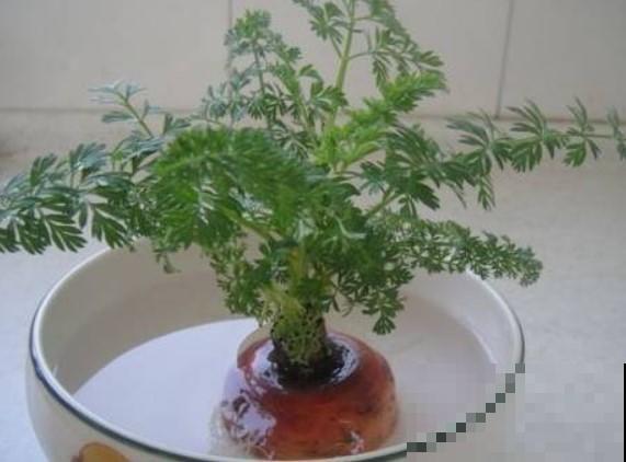 原来萝卜还能变盆栽，沾上点水，就能开出美丽花！