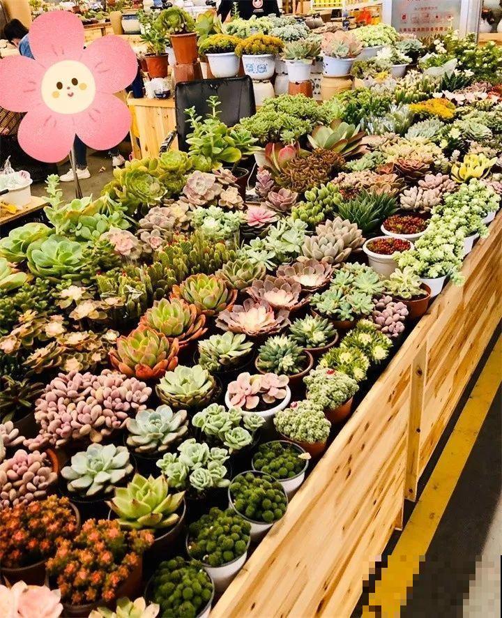 买花容易挑花眼？带本秘籍走，喜欢的花一盆也不落！