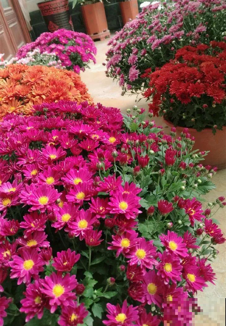 急性子养这6种花，长得快、爆花多，1盆能开大半年！