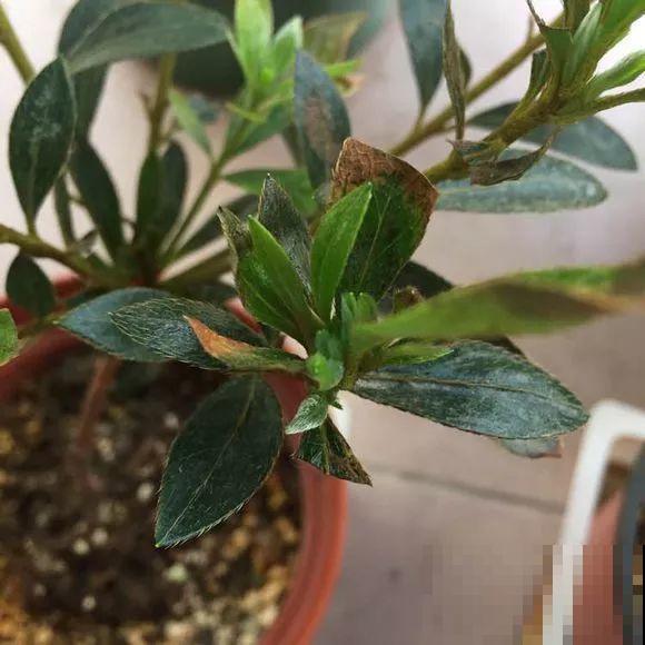 这2种花是给公认的难养，秋冬容易死，新手慎买！