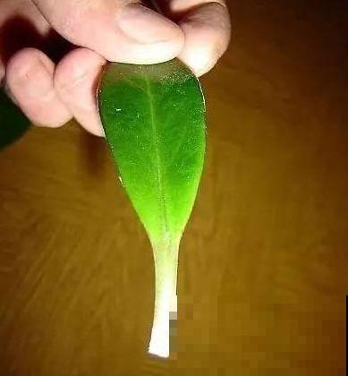 这6种寓意好的花，剪根枝就能活，摆在家里超养眼！