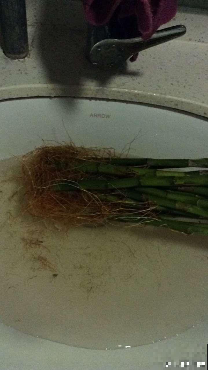 这花根比萝卜粗，别随便剪，小心3天死翘翘！